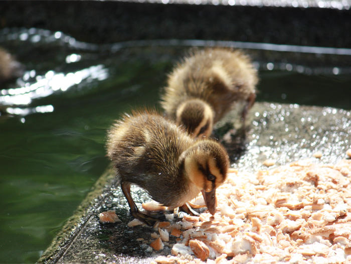 カルガモの雛
