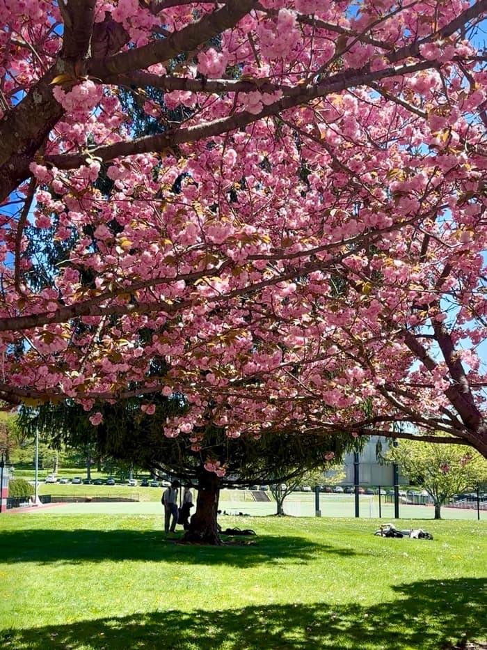 ニューヨーク学院3